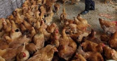 Scientist claims - 'Chicken can spread next virus, threat to half the world'