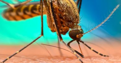 Malaria Symptoms and Home Remedies