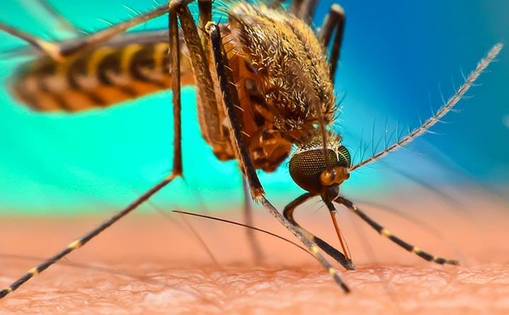 Malaria Symptoms and Home Remedies