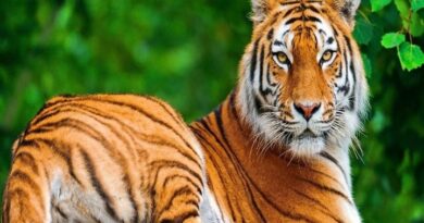 Reliance Industries to build world's largest zoo in Jamnagar, approval from central and state government